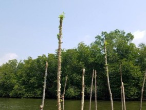 红树林钓鱼技巧（探寻红树林中的丰鱼天堂）