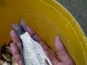 流水钓鱼技巧之选饵要点（灵活运用各类饵料）