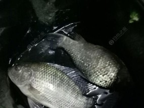 低温夜钓的技巧（享受寒夜渔乐的秘诀）