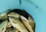 冬天野钓鲫鱼技巧有哪些？适合的饵料配方是什么？