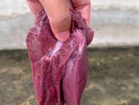 提升钓鱼技巧的秘密武器——鱼饵加羊油（钓鱼必备技巧）