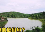 赌竿塘钓鱼技巧有哪些？如何提高钓鱼成功率？