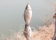 冬天野钓找水位有哪些技巧？如何根据水位变化选择最佳钓点？
