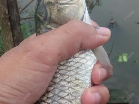钓鱼时的背景亮度反光选漂技巧（如何选取合适的漂让你的钓鱼更顺利？）