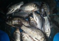 冬天夜钓大棚钓鱼技巧有哪些？如何提高夜钓成功率？