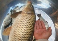 初夏野钓小河沟鲫鱼技巧（初夏鲫鱼钓技解析）
