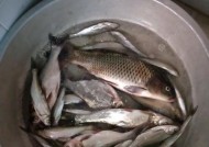 野生猪肝钓大鱼的绝技（利用天然食材钓大鱼）