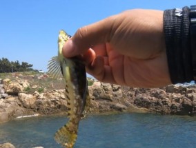 青岛附近钓鱼技巧（探索青岛沿海丰富的钓鱼资源）
