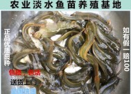 如何有效垂钓埃及塘角鱼？掌握这些技巧了吗？