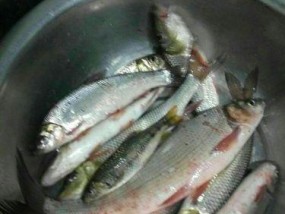 野钓单手溜鱼技巧大揭秘（掌握溜鱼技巧）