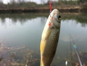 春天惊蛰时节如何野钓大鲫鱼？有哪些有效技巧？