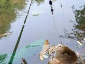 北方寒露之后钓鱼技巧有哪些？如何应对季节变化提高钓鱼成功率？