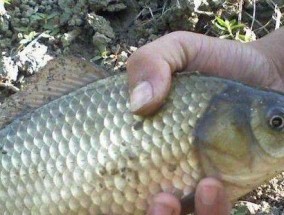 大水面鲫鱼野钓技巧有哪些？如何提高钓获率？