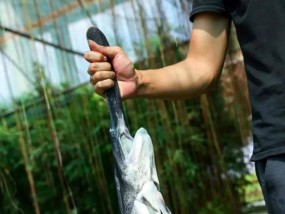 钓鱼的10个冷门技巧是什么？如何提高钓鱼成功率？