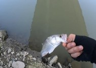 冬天海鲈钓鱼技巧有哪些？如何提高冬季海鲈钓鱼的成功率？