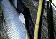 冬天夜钓草鱼的技巧有哪些？如何提高钓草鱼的成功率？