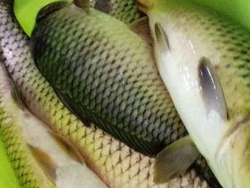 钓鱼技巧用什么钓草鱼？最佳钓具和饵料是什么？