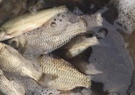冬天结冰钓鱼技巧有哪些？如何在冰面上安全钓鱼？