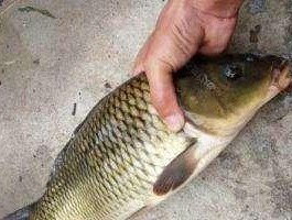 钓鱼单钩技巧新手教学？如何快速掌握单钩钓鱼方法？