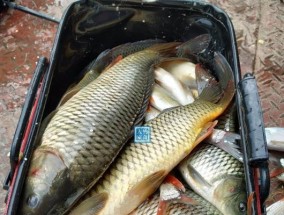 贾鲁河小闸桥钓鱼技巧与方法（享受钓鱼乐趣）