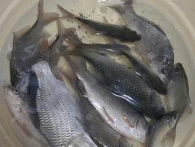 探秘小鲫鱼钓法的技巧（挑战性钓鱼爱好者的，小鲫鱼钓法的窍门！）
