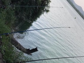 海竿野钓巨鲶鱼技巧有哪些？如何提高钓获巨鲶鱼的成功率？