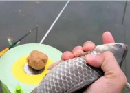 冬天钓鱼技巧最佳时间是什么时候？如何提高冬季钓鱼成功率？