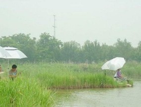 春天肥水塘钓鱼技巧是什么？如何提高钓鱼成功率？