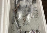 钓带鱼的技巧与方法（掌握有效技巧）