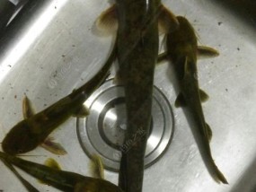 如何提高垂钓昂刺的成功率？掌握哪些技巧可以钓到更多昂刺鱼？