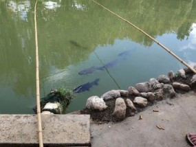 钓鱼棚钓鱼技巧有哪些？如何提高钓鱼效率？