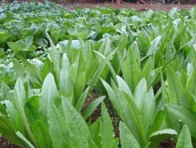 青菜打窝钓鱼的技巧与方法（青菜打窝钓鱼）