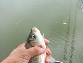 船钓黑头的动作技巧是什么？如何提高船钓黑头的效率？