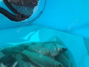 钓鱼抽干后如何高效抓鱼？有哪些技巧可以提高成功率？