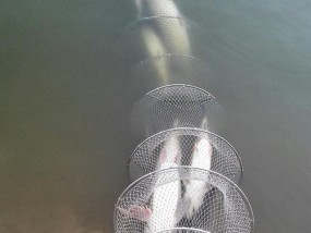 龙江水库钓鱼技巧（探寻龙江水库钓鱼的黄金秘籍）