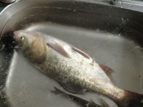 白鲢垂钓方法技巧有哪些？如何提高垂钓成功率？