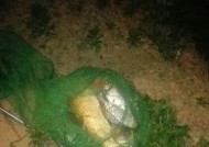 短竿细线夜钓技巧有哪些？如何提高夜钓成功率？