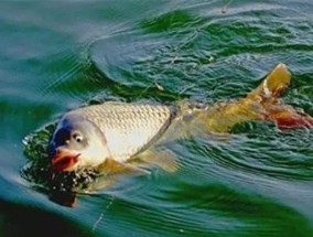北方冬末钓鱼技巧有哪些？如何应对低温天气？