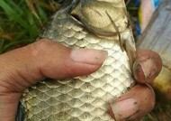 以野钓挂小鱼钓黑鱼的技巧（掌握正确的饵料和技巧）