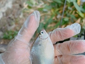 深圳黑坑鲳鱼垂钓技巧大揭秘（掌握钓点、饵料和技巧）