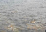 海水钓鱼玩法技巧有哪些？如何提升钓鱼技能？