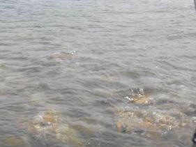海水钓鱼玩法技巧有哪些？如何提升钓鱼技能？