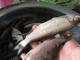 单勾蚯蚓钓鱼技巧有哪些？如何提高单勾蚯蚓钓鱼的成功率？