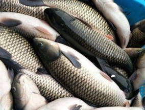 冬天如何用抛海竿钓草鱼？有哪些技巧可以提高成功率？