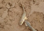 干旱地区钓鱼技巧教程（如何在干旱地区提高钓鱼成功率）