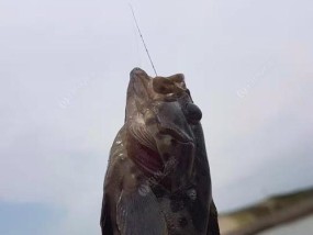 海鸥岛海水淡水交接钓鱼技巧是什么？如何提高钓鱼成功率？