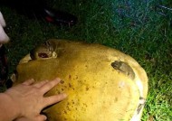 钓甲鱼技巧大揭秘（轻松掌握）