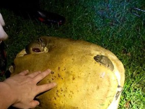 钓甲鱼技巧大揭秘（轻松掌握）
