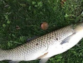 钓野鸭的最佳方法与技巧（掌握成功钓野鸭的关键细节）