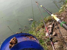 钓鱼高手的必备技巧与鲤鱼配方大揭秘（野钓鲤鱼的绝密方法，享受丰收快感）
